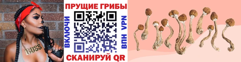 где купить наркоту Алупка Псилоцибиновые грибы Cubensis